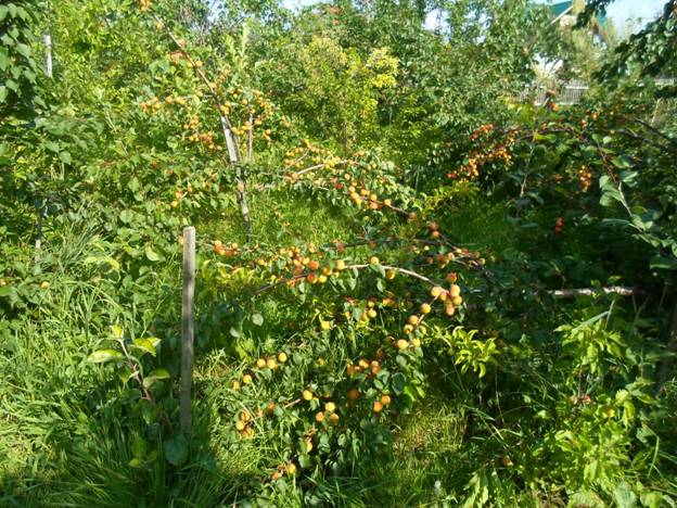 Обильный урожай абрикосов в саду Железова