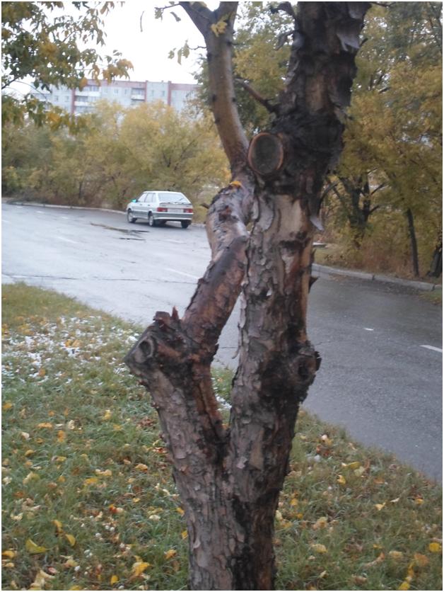 Варварская обрезка деревьев в городе - В.Железов