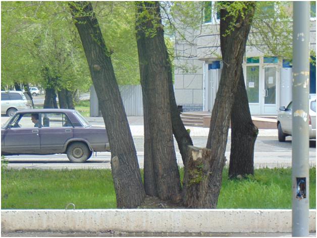 Варварская обрезка деревьев в городе - В.Железов